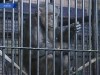 В зоопарке Киева голодают животные - СМИ