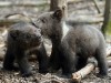 В Крыму родилось шестеро медвежат