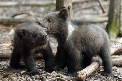 В Крыму родилось сразу шесть медвежат (фото из интернета)