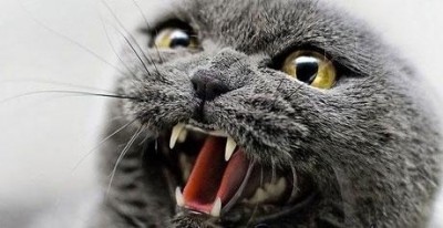 Бешеный кот поставил на уши Феодосию (фото из интернета)