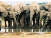 Янукович обеспечит покупку для Крыма тайских слонов 