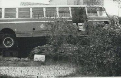 Вандалы в Афинах уничтожили дерево Платона