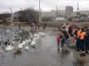 Спасатели призвали крымчан подкармливать зимующих птиц (фото)
