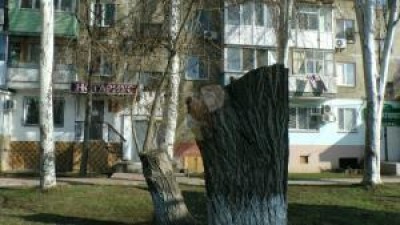 Жители Керчи негодуют: в городе уничтожают здоровые деревья