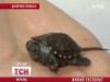 В Днепропетровске из музейных экспонатов вылупились черепашки (видео)
