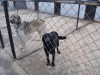 Чиновники Симферополя показали, в каких условиях держат отловленных на улицах псов (фото)