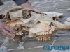 Крым богат на кости мамонтов - ученые