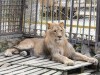 В зооуголок столицы Крыма привезли льва (фото)