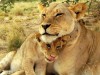 Крымский парк львов выпустит животных на свободу 21 апреля