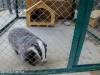 В зооуголок Севастополя привезли новых животных (фото)