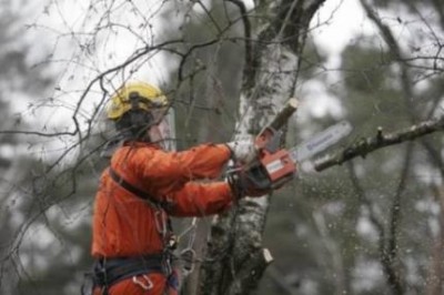 В Симферополе готовы сносить деревья