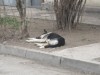 В кафе на севере Крыма стреляют по бездомным животным при посетителях