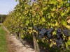 Крымским виноделам вернули 300 га виноградников