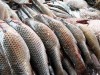 Договариваться о вылове рыбы в Азовском море будут политики
